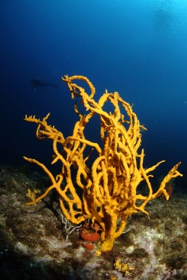 _dsf2054 - copietaille900